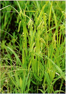 野草7月